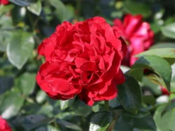 Beetrose 'Jugendliebe' ® -Deutschland Garten Funk Verkaufs-Shop beetrose jugendliebe m052543 w 2