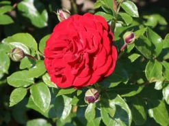 Beetrose 'Jugendliebe' ® -Deutschland Garten Funk Verkaufs-Shop beetrose jugendliebe m052543 w 4