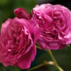 Beetrose 'Kaffe Fassett Rose' ®