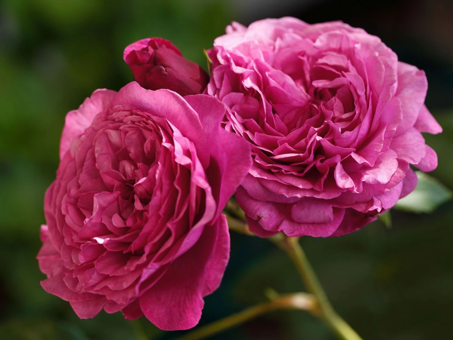 Beetrose 'Kaffe Fassett Rose' ® 1 Beetrose 'Kaffe Fassett Rose' ®