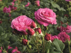 Beetrose 'Kaffe Fassett Rose' ® 19 Beetrose 'Kaffe Fassett Rose' ® -Deutschland Garten Funk Verkaufs-Shop beetrose kaffe fassett rose m111216 w 0