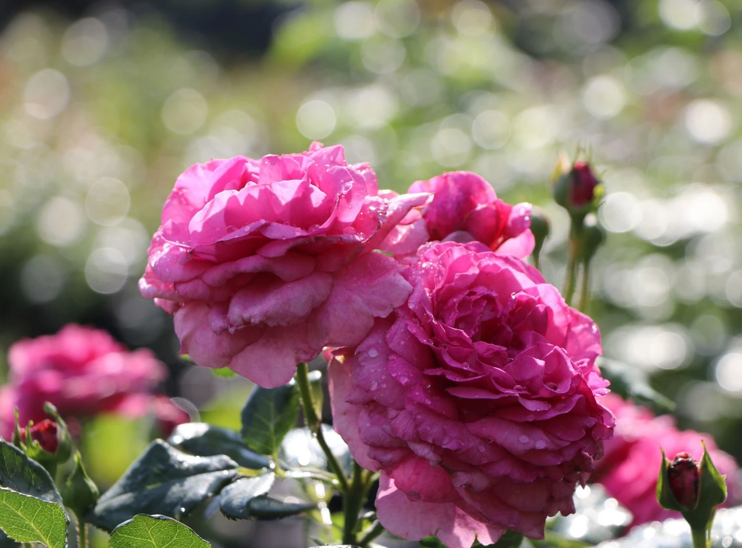 Beetrose 'Kaffe Fassett Rose' ® 7 Beetrose 'Kaffe Fassett Rose' ® – Bild 7