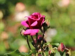 Beetrose 'Kaffe Fassett Rose' ® 23 Beetrose 'Kaffe Fassett Rose' ® -Deutschland Garten Funk Verkaufs-Shop beetrose kaffe fassett rose m111216 w 10