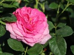 Beetrose 'Kaffe Fassett Rose' ® 15 Beetrose 'Kaffe Fassett Rose' ® -Deutschland Garten Funk Verkaufs-Shop beetrose kaffe fassett rose m111216 w 2