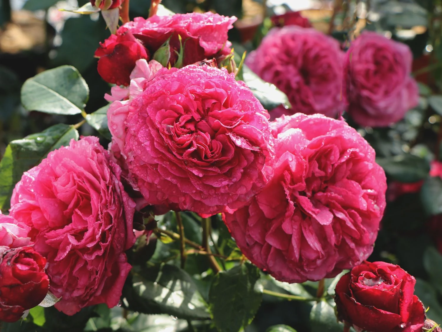 Beetrose 'Kaffe Fassett Rose' ® 9 Beetrose 'Kaffe Fassett Rose' ® – Bild 9