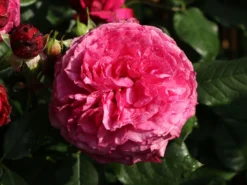 Beetrose 'Kaffe Fassett Rose' ® 22 Beetrose 'Kaffe Fassett Rose' ® -Deutschland Garten Funk Verkaufs-Shop beetrose kaffe fassett rose m111216 w 6