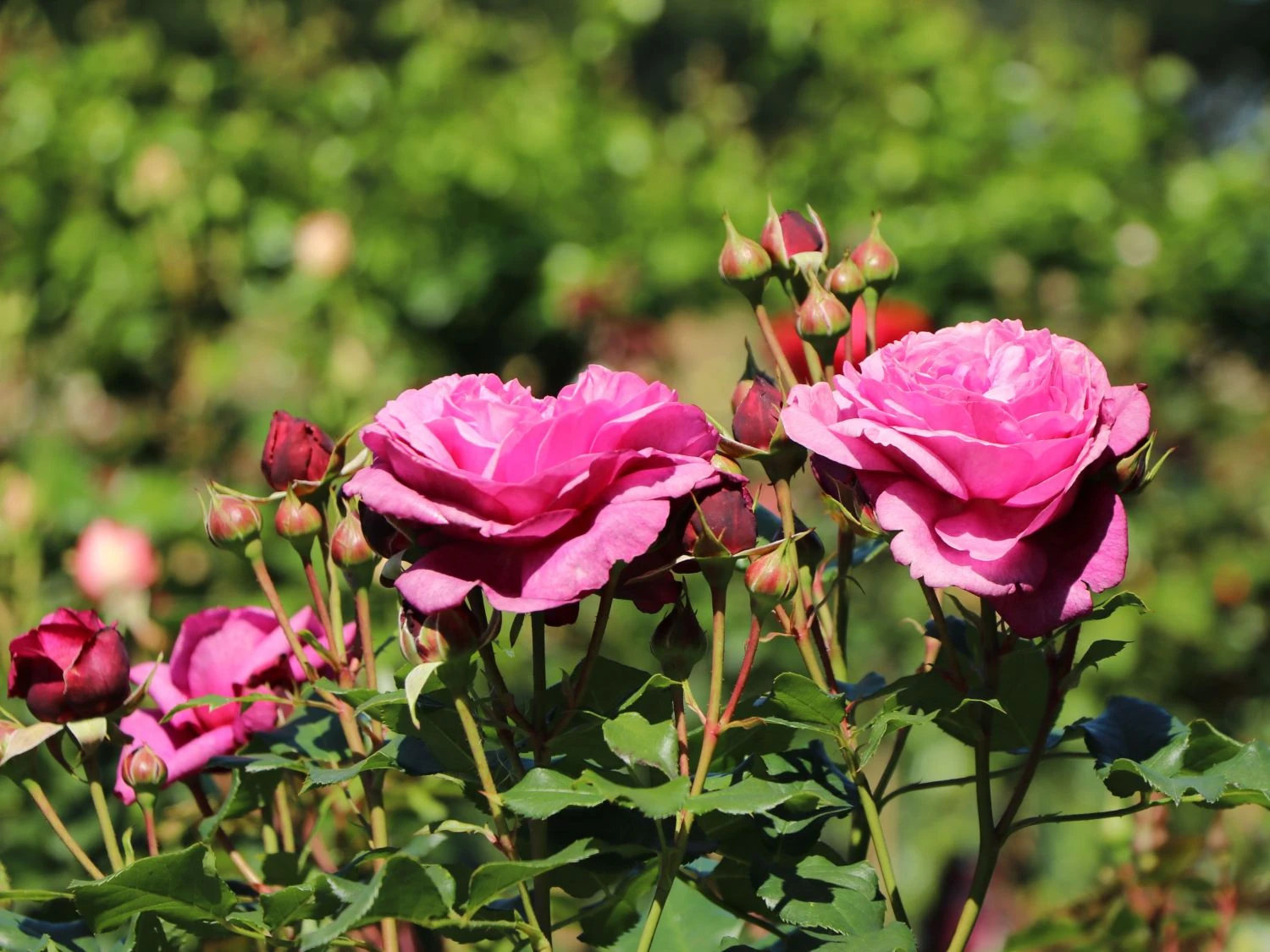 Beetrose 'Kaffe Fassett Rose' ® 2 Beetrose 'Kaffe Fassett Rose' ® – Bild 2