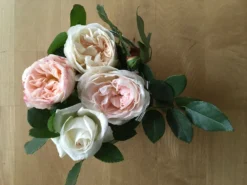 Beetrose 'KOSMOS' ® / 'Brindisi' -Deutschland Garten Funk Verkaufs-Shop beetrose kosmos brindisi m009314 468264 0