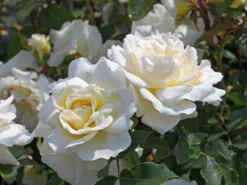 Beetrose 'KOSMOS' ® / 'Brindisi'