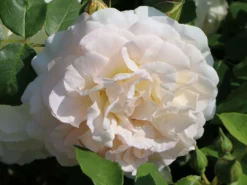 Beetrose 'KOSMOS' ® / 'Brindisi' -Deutschland Garten Funk Verkaufs-Shop beetrose kosmos brindisi m009314 w 2