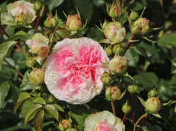 Beetrose 'Kurfürstin Sophie' ® -Deutschland Garten Funk Verkaufs-Shop beetrose kurfuerstin sophie m056211 w 0