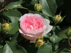 Beetrose 'Kurfürstin Sophie' ® -Deutschland Garten Funk Verkaufs-Shop beetrose kurfuerstin sophie m056211 w 1