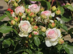 Beetrose 'Kurfürstin Sophie' ® -Deutschland Garten Funk Verkaufs-Shop beetrose kurfuerstin sophie m056211 w 10