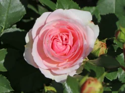 Beetrose 'Kurfürstin Sophie' ® -Deutschland Garten Funk Verkaufs-Shop beetrose kurfuerstin sophie m056211 w 2