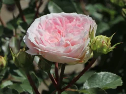 Beetrose 'Kurfürstin Sophie' ® -Deutschland Garten Funk Verkaufs-Shop beetrose kurfuerstin sophie m056211 w 3