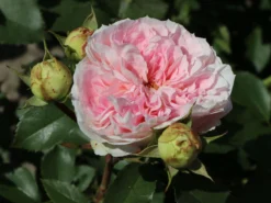 Beetrose 'Kurfürstin Sophie' ® -Deutschland Garten Funk Verkaufs-Shop beetrose kurfuerstin sophie m056211 w 4