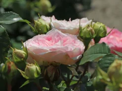 Beetrose 'Kurfürstin Sophie' ® -Deutschland Garten Funk Verkaufs-Shop beetrose kurfuerstin sophie m056211 w 5