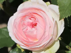 Beetrose 'Kurfürstin Sophie' ® -Deutschland Garten Funk Verkaufs-Shop beetrose kurfuerstin sophie m056211 w 6