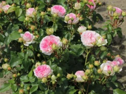 Beetrose 'Kurfürstin Sophie' ® -Deutschland Garten Funk Verkaufs-Shop beetrose kurfuerstin sophie m056211 w 8