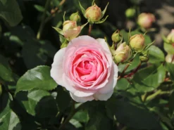 Beetrose 'Kurfürstin Sophie' ® -Deutschland Garten Funk Verkaufs-Shop beetrose kurfuerstin sophie m056211 w 9