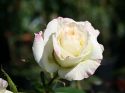 Beetrose 'La Paloma 85' -Deutschland Garten Funk Verkaufs-Shop beetrose la paloma 85 m005690 w 1