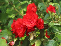 Beetrose 'La Sevillana' ® 16 Beetrose 'La Sevillana' ® -Deutschland Garten Funk Verkaufs-Shop beetrose la sevillana m005858 w 0