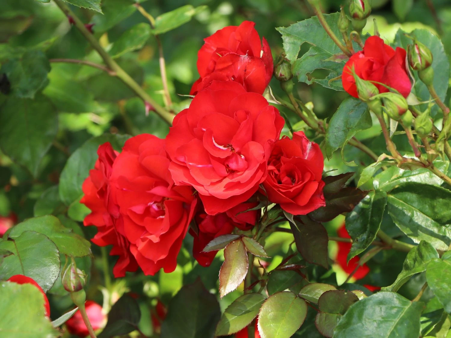 Beetrose 'La Sevillana' ® 8 Beetrose 'La Sevillana' ® – Bild 8