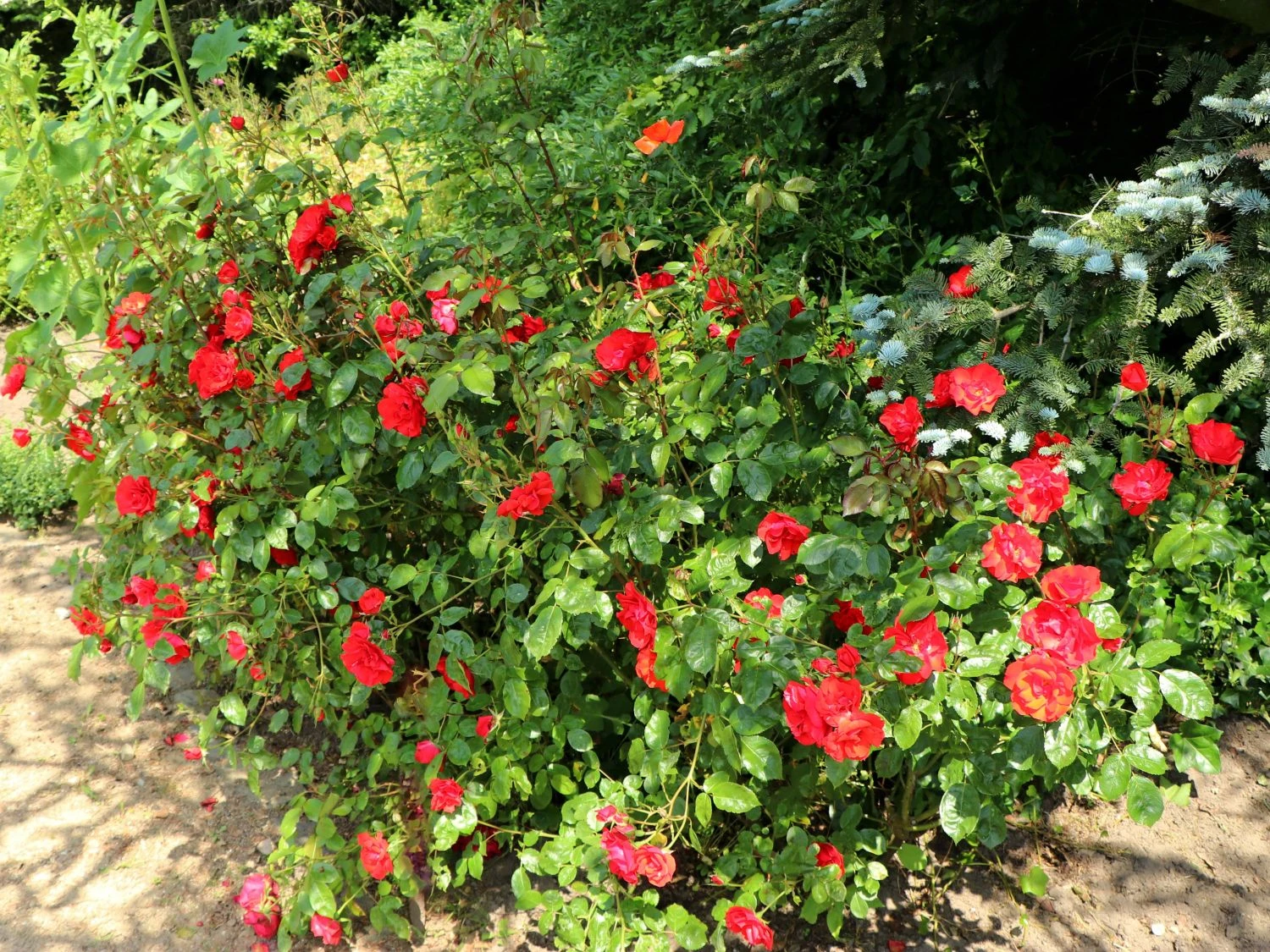 Beetrose 'La Sevillana' ® 3 Beetrose 'La Sevillana' ® – Bild 3