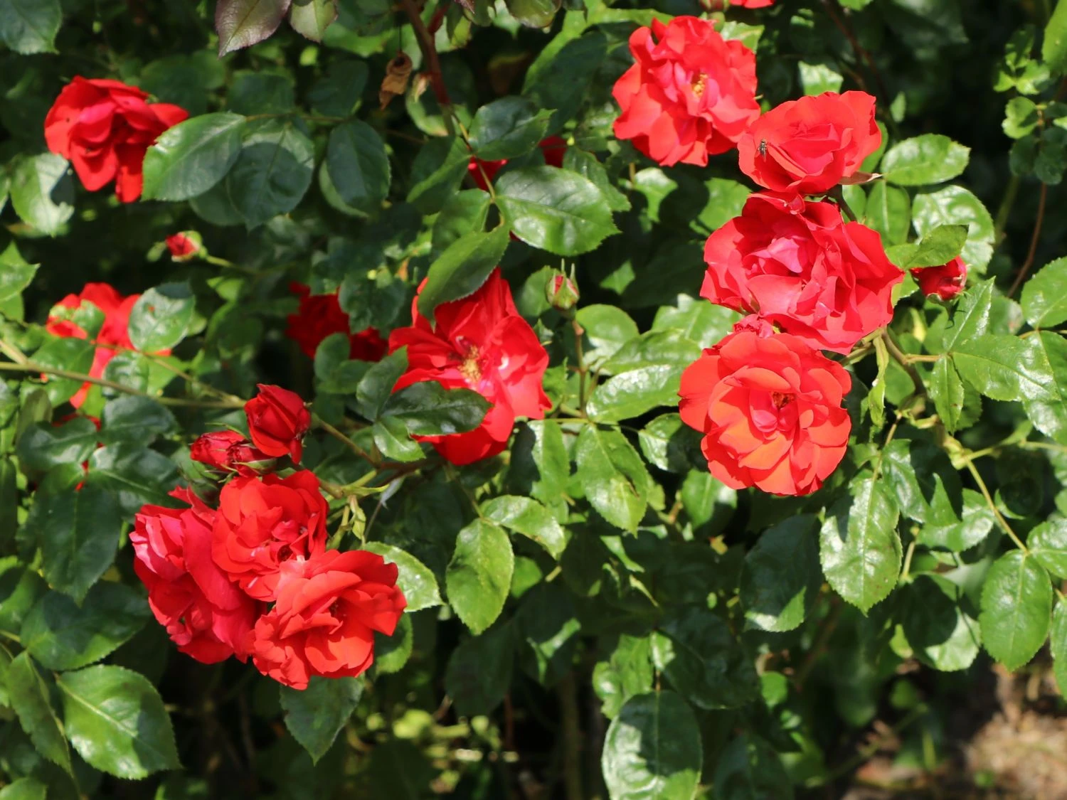 Beetrose 'La Sevillana' ® 2 Beetrose 'La Sevillana' ® – Bild 2