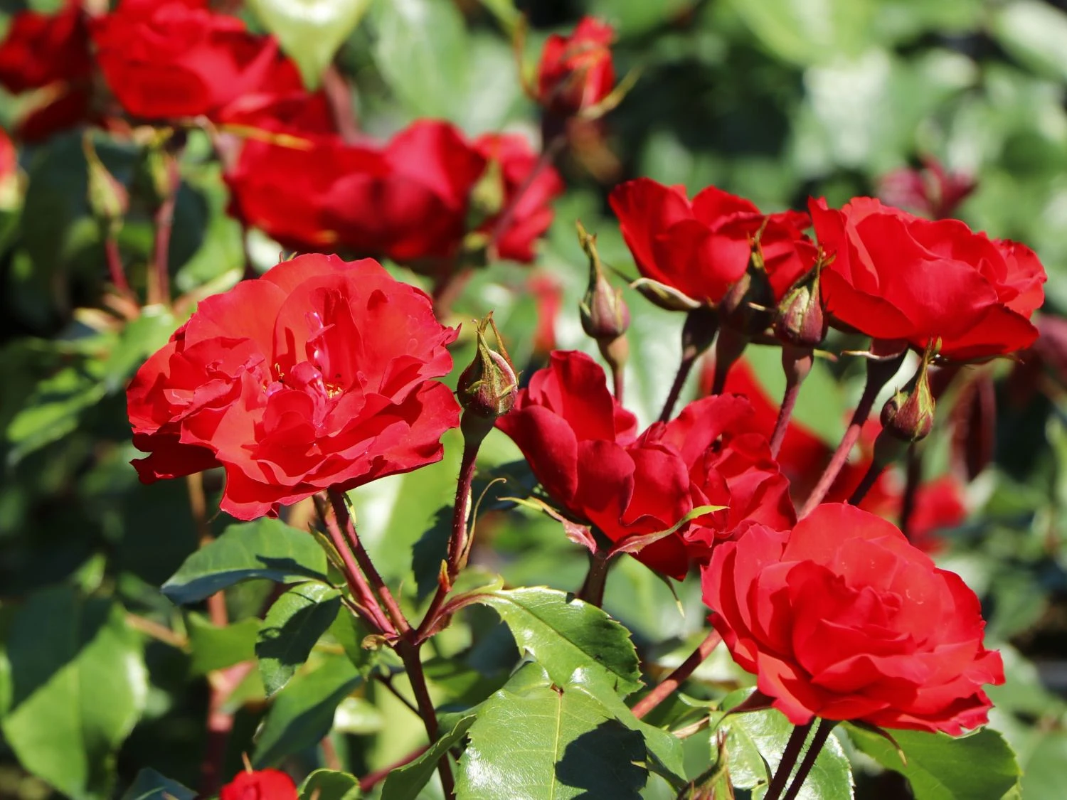 Beetrose 'La Sevillana' ® 6 Beetrose 'La Sevillana' ® – Bild 6