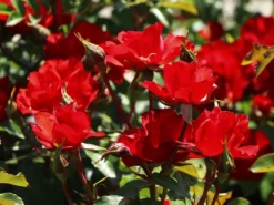 Beetrose 'La Sevillana' ® 15 Beetrose 'La Sevillana' ® -Deutschland Garten Funk Verkaufs-Shop beetrose la sevillana m005858 w 4