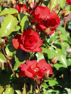 Beetrose 'La Sevillana' ® 12 Beetrose 'La Sevillana' ® -Deutschland Garten Funk Verkaufs-Shop beetrose la sevillana m005858 w 5