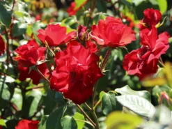 Beetrose 'La Sevillana' ® 13 Beetrose 'La Sevillana' ® -Deutschland Garten Funk Verkaufs-Shop beetrose la sevillana m005858 w 6