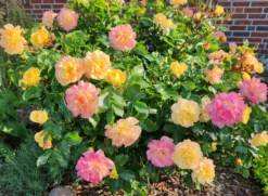 Beetrose 'Lampion' ® -Deutschland Garten Funk Verkaufs-Shop beetrose lampion m094426 555107 1