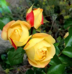 Beetrose 'Lampion' ® -Deutschland Garten Funk Verkaufs-Shop beetrose lampion m094426 555107 2