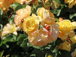 Beetrose 'Lampion' ® -Deutschland Garten Funk Verkaufs-Shop beetrose lampion m094426 w 0