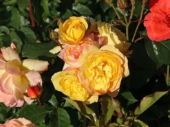 Beetrose 'Lampion' ® -Deutschland Garten Funk Verkaufs-Shop beetrose lampion m094426 w 11