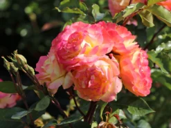 Beetrose 'Lampion' ® -Deutschland Garten Funk Verkaufs-Shop beetrose lampion m094426 w 3