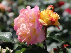 Beetrose 'Lampion' ® -Deutschland Garten Funk Verkaufs-Shop beetrose lampion m094426 w 4