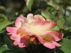 Beetrose 'Lampion' ® -Deutschland Garten Funk Verkaufs-Shop beetrose lampion m094426 w 9