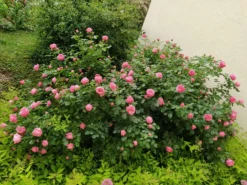 Beetrose 'Leonardo Da Vinci' ® -Deutschland Garten Funk Verkaufs-Shop beetrose leonardo da vinci m002628 193676 0