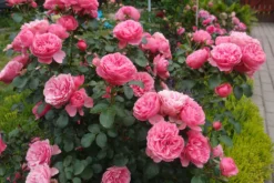 Beetrose 'Leonardo Da Vinci' ® -Deutschland Garten Funk Verkaufs-Shop beetrose leonardo da vinci m002628 679254 0