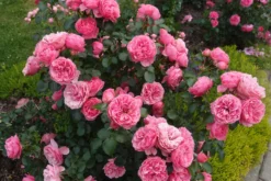 Beetrose 'Leonardo Da Vinci' ® -Deutschland Garten Funk Verkaufs-Shop beetrose leonardo da vinci m002628 679254 1