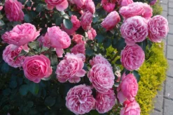 Beetrose 'Leonardo Da Vinci' ® -Deutschland Garten Funk Verkaufs-Shop beetrose leonardo da vinci m002628 679254 2