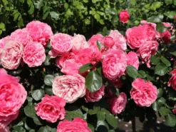 Beetrose 'Leonardo Da Vinci' ® -Deutschland Garten Funk Verkaufs-Shop beetrose leonardo da vinci m002628 w 10