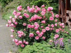 Beetrose 'Leonardo Da Vinci' ® -Deutschland Garten Funk Verkaufs-Shop beetrose leonardo da vinci m002628 w 11