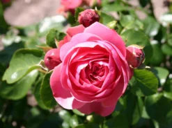 Beetrose 'Leonardo Da Vinci' ® -Deutschland Garten Funk Verkaufs-Shop beetrose leonardo da vinci m002628 w 2