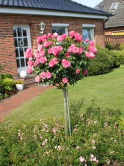 Beetrose 'Leonardo Da Vinci' ® -Deutschland Garten Funk Verkaufs-Shop beetrose leonardo da vinci m002628 w 3