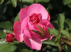 Beetrose 'Leonardo Da Vinci' ® -Deutschland Garten Funk Verkaufs-Shop beetrose leonardo da vinci m002628 w 4