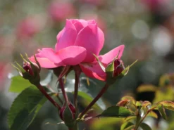 Beetrose 'Leonardo Da Vinci' ® -Deutschland Garten Funk Verkaufs-Shop beetrose leonardo da vinci m002628 w 5